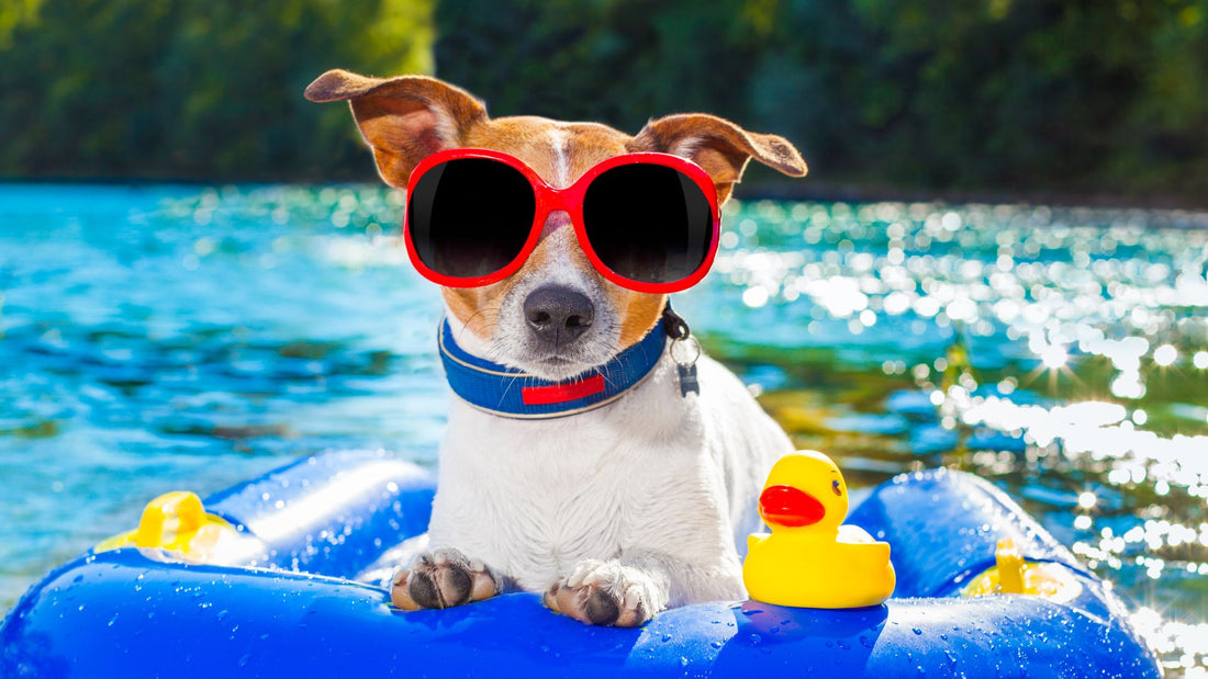 Fun and Safe Summer with Dogs: Expert Tips for a Paw-some Season!