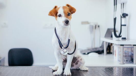Top 3 Dog Ailments and How to Prevent Them