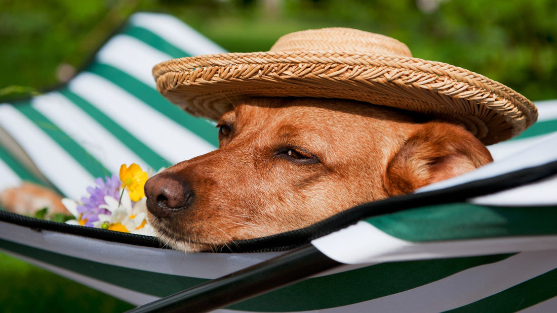 Summer Skin Pawblems: 5 Common Dog Skin Conditions and How to Solve Them