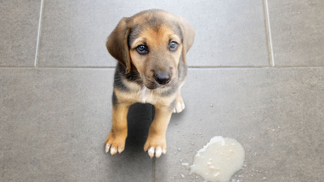 Morning Vomiting? Understanding Why Dogs Sometimes Start the Day with a Vomit