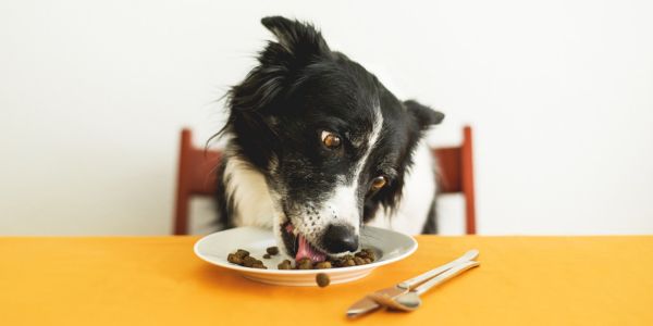 How much is too much? A Vet's Guide to Feeding Your Dog