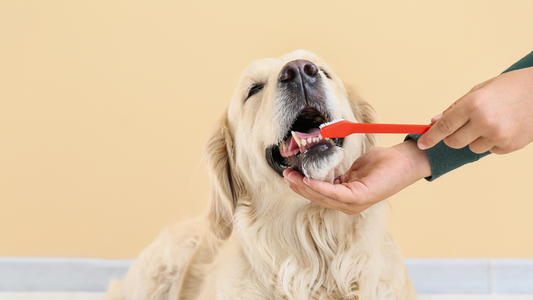 A Happy Smile: Keeping Your Dog's Teeth Healthy