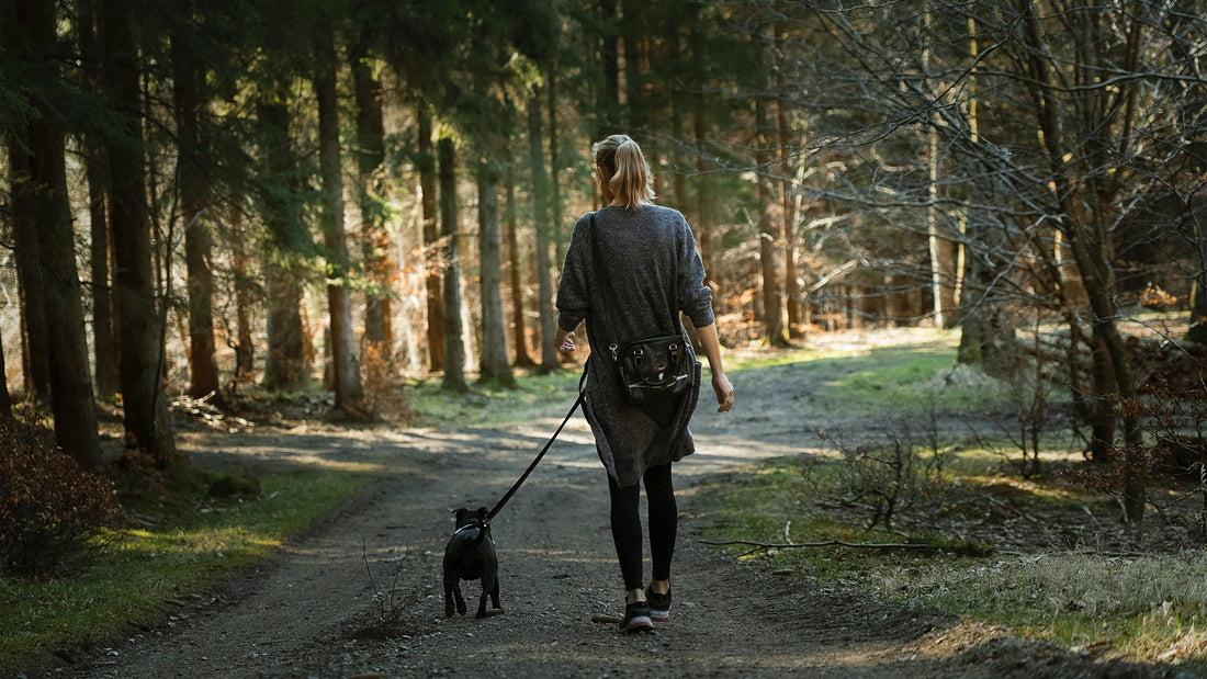 Unleashing the Power of Walks: 3 Surprising Benefits for Humans and Dogs