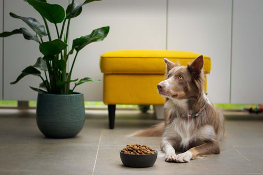 Incorporating Dog Supplements Into Your Dog's Diet: A How-To Guide