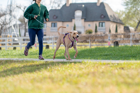 5 Ways to Keep Your Dog Active and Healthy – And How You Can Join In
